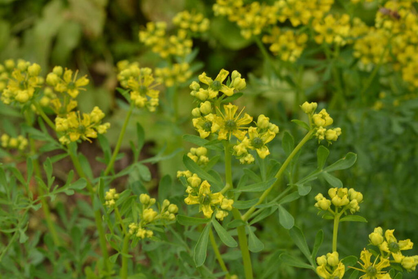 ルタは一般的にrue Ruta graveolens rueまたはCommon rueとして知られている。夏の庭にあるルタ・グラボレン(一般的なrueまたは草本)の黄色の花。庭の薬用植物の栽培. - 写真・画像