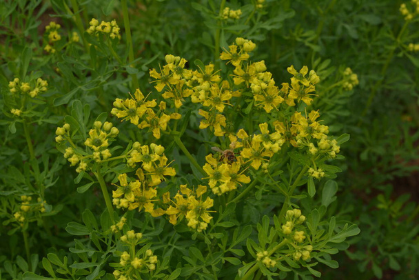 Ruta commonly known as rue Ruta graveolens rue or common rue. Yellow flowers of Ruta graveolens (common rue or herb of grace) in summer garden. The cultivation of medicinal plants in the garden. - Photo, Image