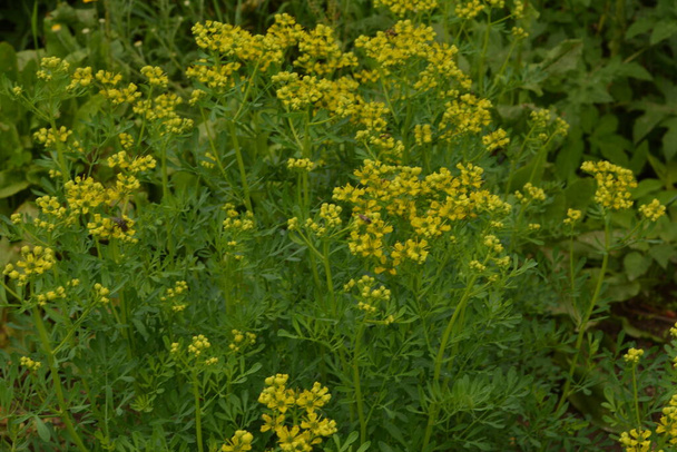 Ruta běžně známý jako rue Ruta graveolens rue nebo common rue. Žluté květy Ruta graveolens (obyčejný rue nebo bylina milosti) v letní zahradě. Pěstování léčivých rostlin v zahradě. - Fotografie, Obrázek