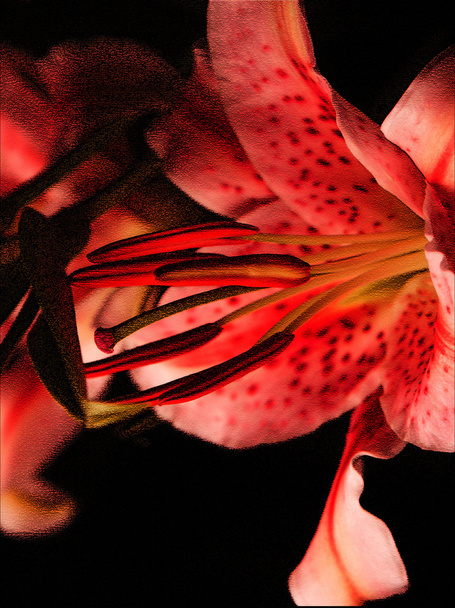 Textura floral
 - Foto, imagen