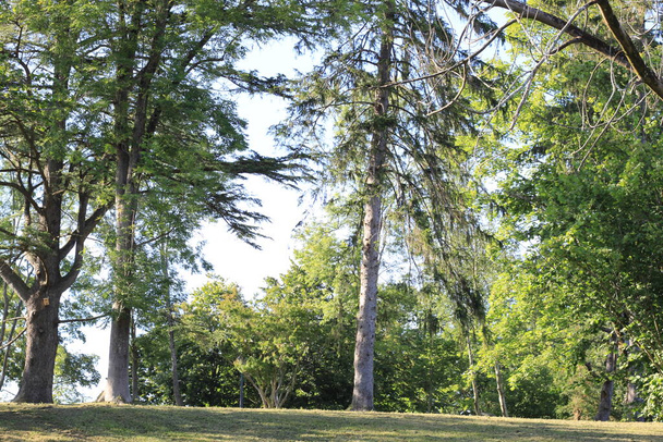 Linda paisagem de verão com árvores verdes e céu azul
 - Foto, Imagem