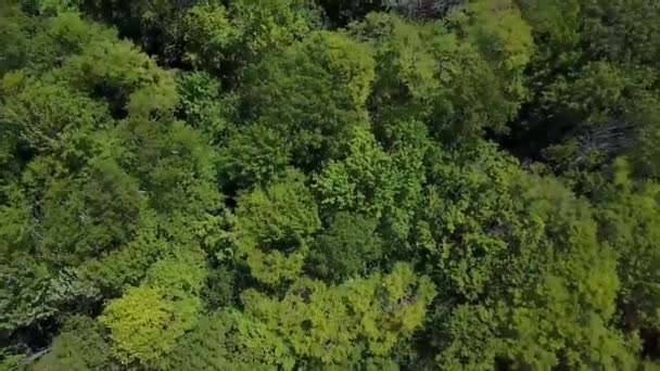 Drone vliegt boven groene heuveltoppen - Video