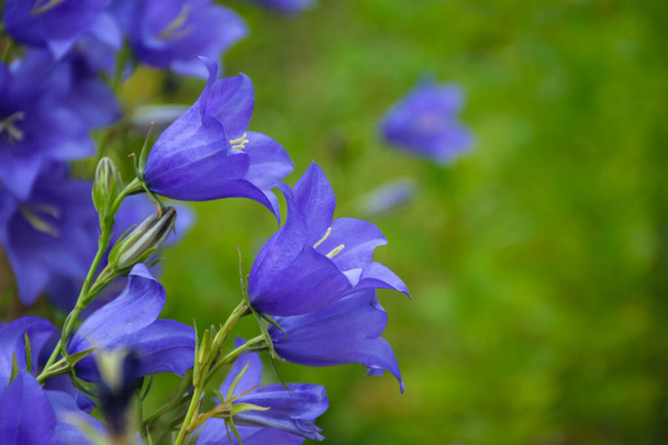 Delicadas flores sino azul no canteiro de flores no verão entre grama verde no jardim. Eles são maravilhosas flores de primavera e verão. (Flores de sino persicifolia
) - Foto, Imagem