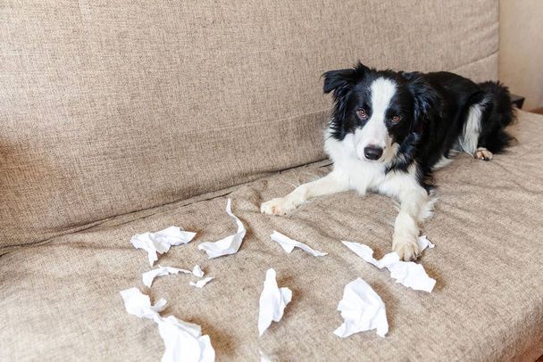 Naughty playful puppy dog border collie after mischief biting toilet paper lying on couch at home. Guilty dog and destroyed living room. Damage messy home and puppy with funny guilty look - Foto, Imagem