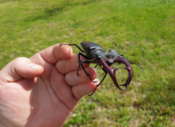 Escarabajo de ciervo europeo macho grande (Lucanus cervus) primer plano de los dedos. Stag beetles es una familia de coleópteros de la familia Lucanidae.
. - Foto, Imagen