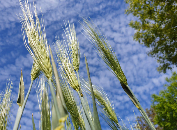 Wilde groene tarwe korenaren en zaden close-up, gezien vanaf de grond naar een prachtige blauwe lucht die lijkt op een macro landschap - Foto, afbeelding