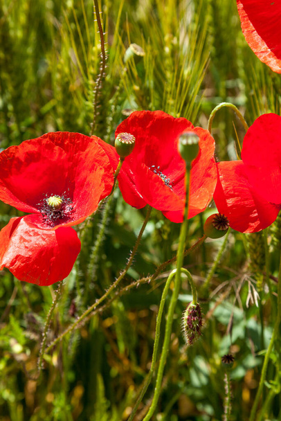 maki w polu we Francji teraz uważane za kwiat pamięci z powodu wszystkich śmierci na francuskich polach podczas wojny. - Zdjęcie, obraz