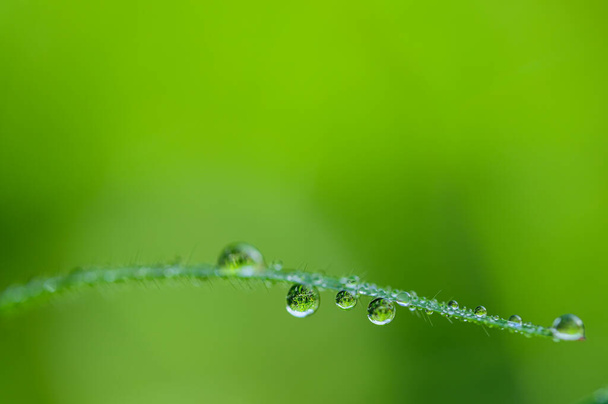 El concepto de amor el mundo ambiente verde Gotas de agua en las hojas Borroso fondo bokeh
 - Foto, Imagen