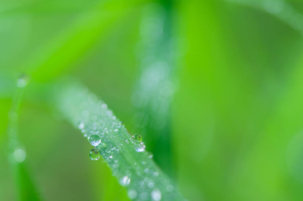 The concept of love the world green environment Water droplets on the leaves Blurred bokeh background - Photo, Image