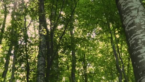 Uitzicht over het mystieke beukenbos met frisse groene bladeren tijdens zonnige lentedag. - Video