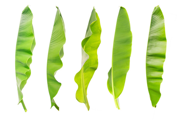 textura de la hoja de plátano tropical en el jardín, La colección de hoja de plátano. hoja verde abstracta, gran naturaleza follaje palmera. hoja de plátano aislada sobre fondo blanco, para el diseño
 - Foto, Imagen