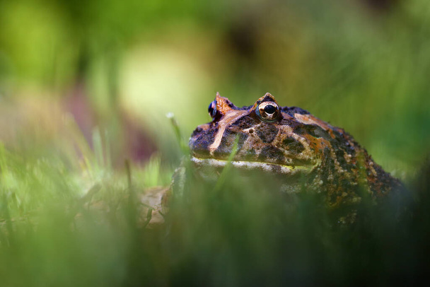 The Argentine horned frog (Ceratophrys ornata), also known as the Argentine wide-mouthed frog or the ornate pacman frog sits hidden in the grass. Big frog in the green grass with a colored background. - Photo, image