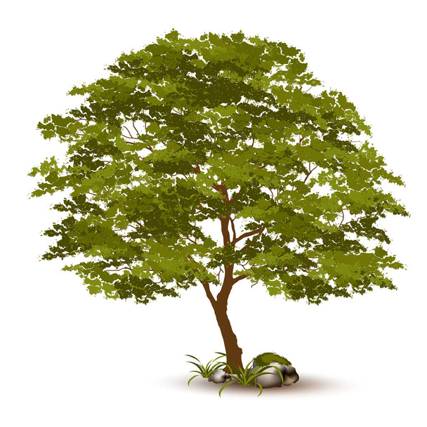 Beautiful tree Realistic  on a white background. - Vector, Image