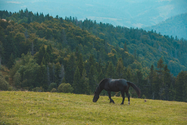 black horse eating grass at mountains field copy space - Photo, Image