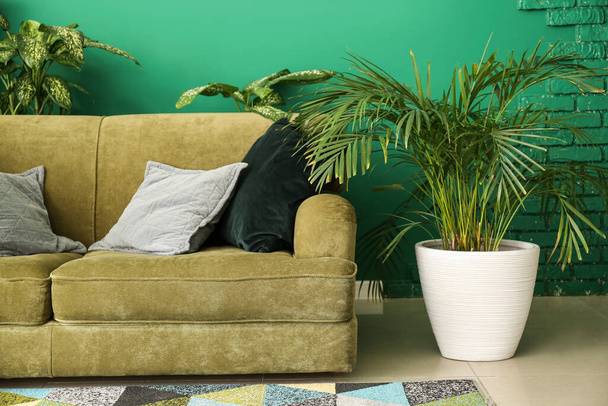 Sofá elegante com plantas de sala no interior da sala de estar
 - Foto, Imagem
