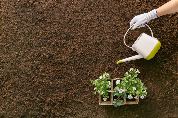 Hand van tuinier met planten en gieter op bodemgrond - Foto, afbeelding