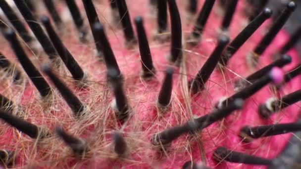 Lange Haare fallen nach Kämmen in Haarbürste - Filmmaterial, Video