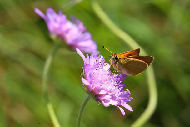 A close up view of a Large Skipper Butterfly. Scientific name Ochlodes sylvanus. - Photo, Image