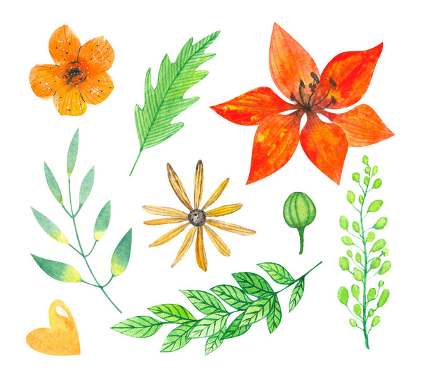 Akvarell készlet nyári virágok és levelek. Echinacea, liliom, nasturtium virágai. - Fotó, kép