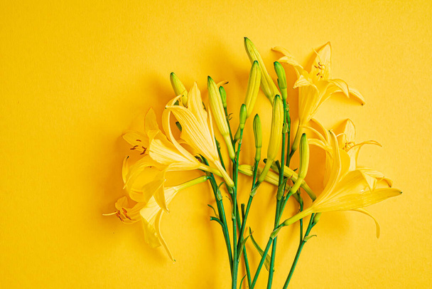 day-lily on the yellow background - Photo, image