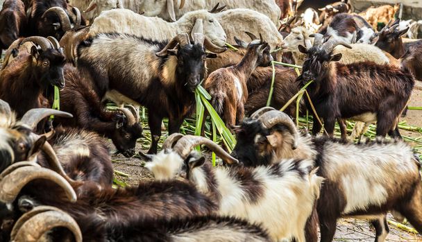 Козы едят траву на ферме, горные козы. козел с рогами
. - Фото, изображение
