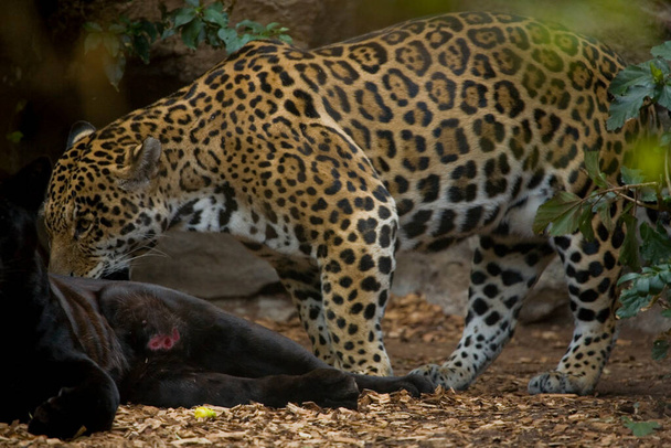 schöner ausgewachsener Leopard liegt im Zoogarten - Foto, Bild