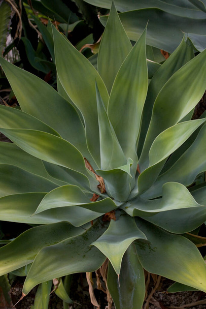 beautiful green exotic cactus plant in closeup creating an interesting background - Фото, зображення
