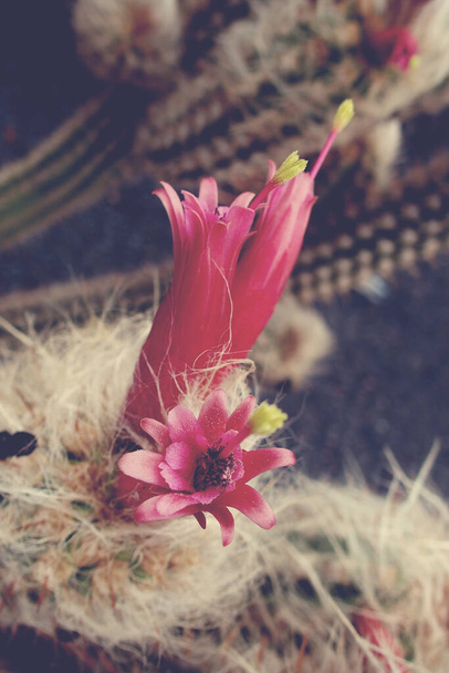 красивый колючий кактус с розовыми цветами крупным планом
 - Фото, изображение
