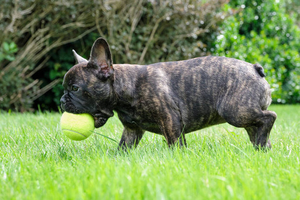 A cute adorable brown and black French Bulldog puppy is playing in the grass with a yellow ball
. - Фото, изображение