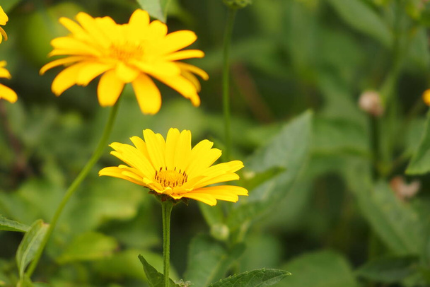 belas flores amarelas crescendo no jardim entre fundo de folhagem verde em um dia quente de verão em close-up
 - Foto, Imagem