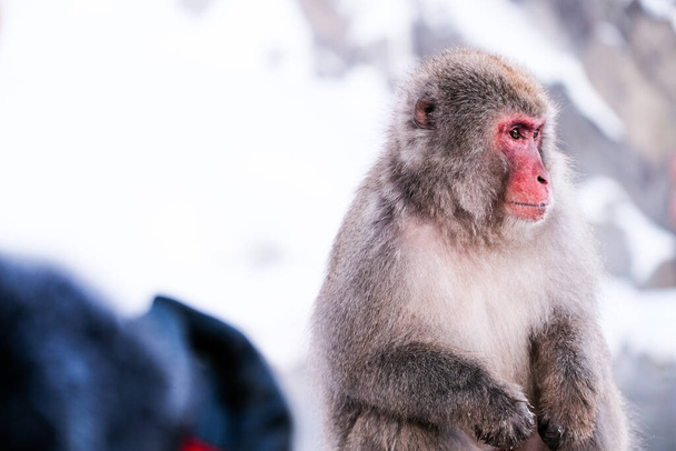 Cara roja mono de nieve Mirando a los turistas, Jigokudani Monkey Park en Japón
. - Foto, imagen