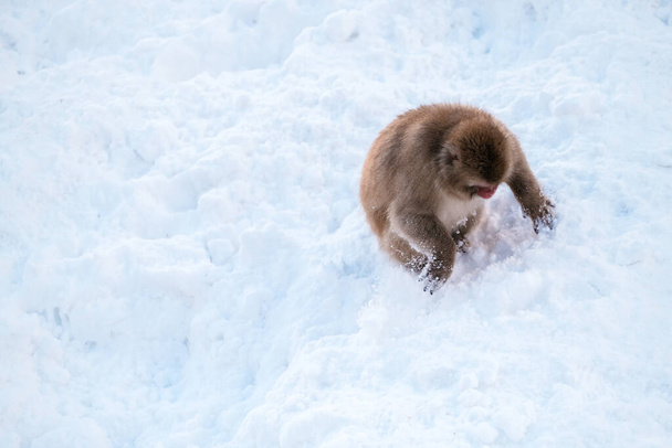 Sneeuwaap op zoek naar voedsel in de sneeuw, Jigokudani Monkey Park in Japan. - Foto, afbeelding