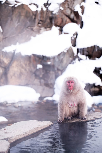 Nieve mono Mirando a los turistas, Jigokudani Monkey Park en Japón
. - Foto, imagen