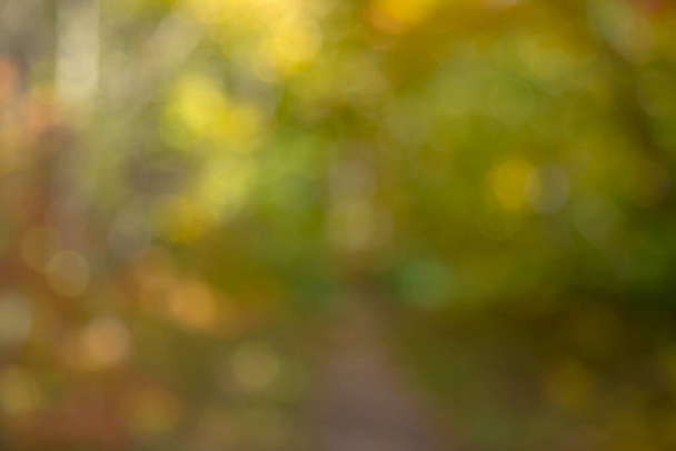 autumnal natural bokeh with sun for background or backdrop. - 写真・画像