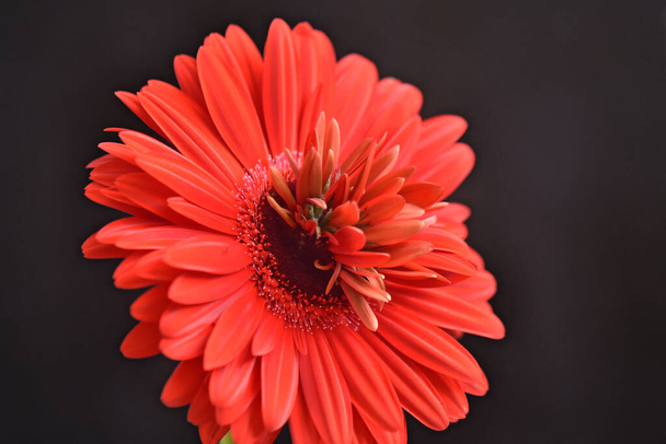 Κοντινό πλάνο από καταπληκτικά λουλούδια ανθίζουν - Φωτογραφία, εικόνα