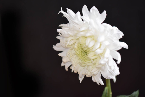 belle fleur de chrysanthème sur fond flou, concept d'été, vue rapprochée   - Photo, image