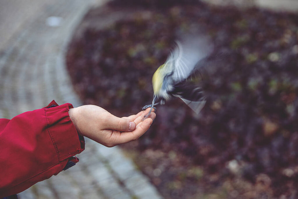 красива маленька різнокольорова пташина синиця - їсть насіння соняшнику з руки хлопчика взимку
 - Фото, зображення