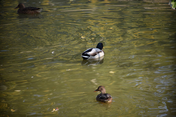 Güzel beyaz ördekler yaz günü göl yüzeyinde yüzerler.  - Fotoğraf, Görsel
