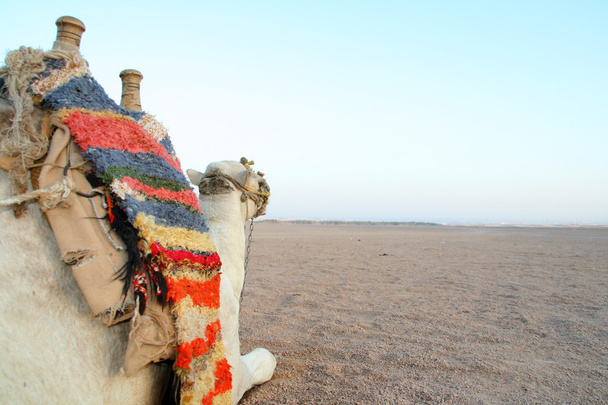 velbloud v poušti - Fotografie, Obrázek