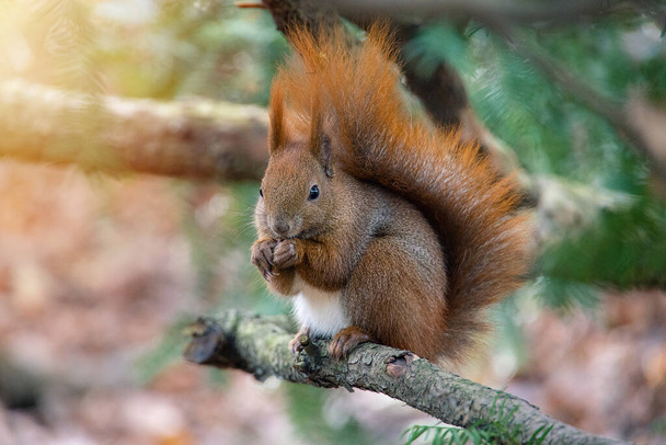 beautiful little red squirrel in a natural habitat in the city park - Photo, Image