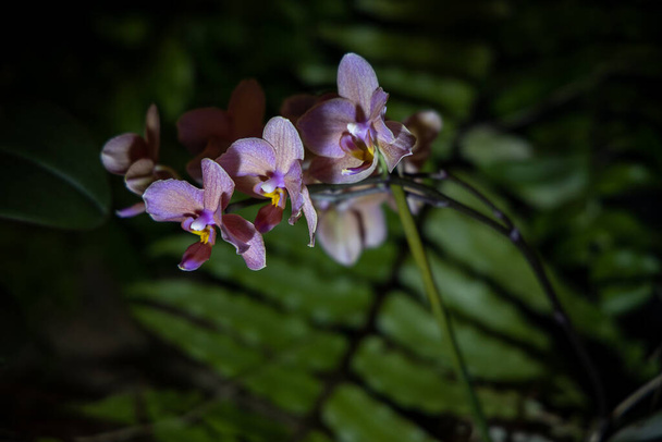 bela flor orquídea interessante em um fundo escuro em uma luz suave no interior
 - Foto, Imagem