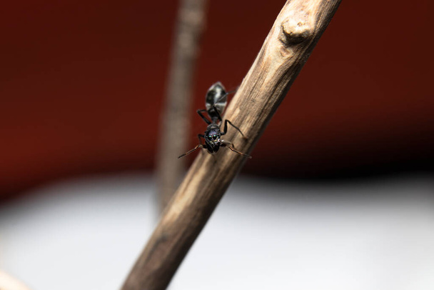 Ant Mimicking Jumping Spider (Myrmarachne japonica) на ветке
 - Фото, изображение