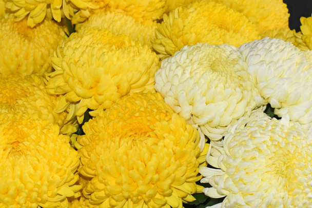 beaux chrysanthèmes sur fond sombre, concept d'été, vue rapprochée   - Photo, image