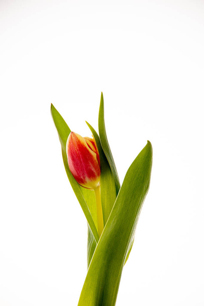 piękny czerwony tulipan na białym tle w zbliżeniu - Zdjęcie, obraz