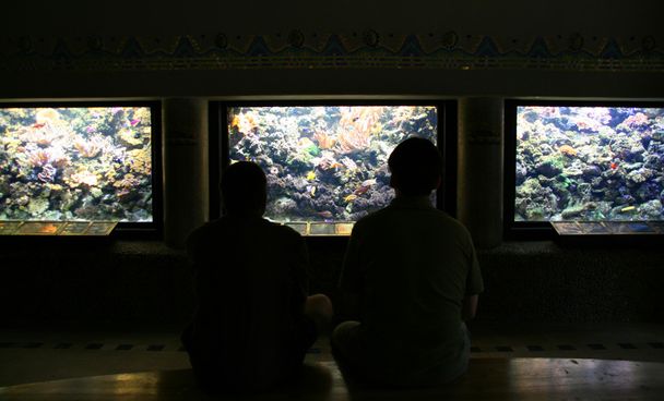 akvaryumlar hall - Fotoğraf, Görsel