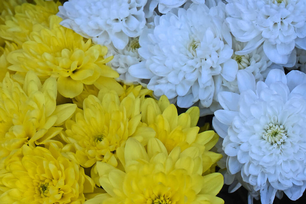 schöne Chrysanthemen auf dunklem Hintergrund, Sommerkonzept, Nahsicht   - Foto, Bild