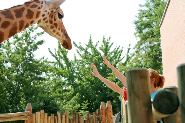 žirafy v zoo - Fotografie, Obrázek