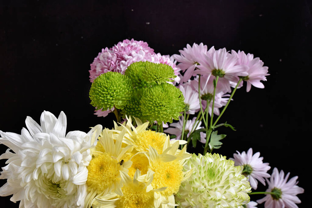 beaux chrysanthèmes sur fond sombre, concept d'été, vue rapprochée   - Photo, image