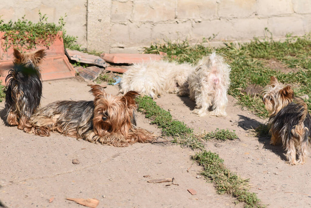 симпатичные собаки веселятся на свежем воздухе в летний день - Фото, изображение