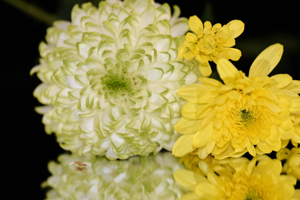 mooie chrysanten bloemen met reflecties op donkere achtergrond, zomerconcept, close view   - Foto, afbeelding